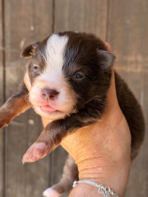 Les chiots de Berger Américain Miniature 
