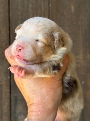 Les chiots de Berger Américain Miniature 