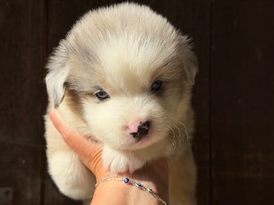 Les chiots de Berger Américain Miniature