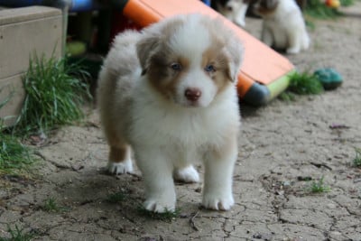 Les chiots de Berger Américain Miniature 