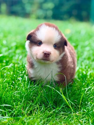 Les chiots de Berger Américain Miniature 