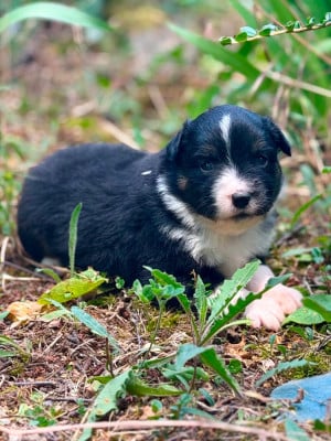 Les chiots de Berger Américain Miniature 