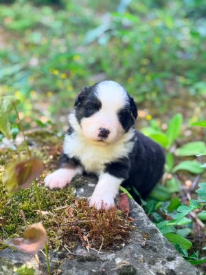 Les chiots de Berger Américain Miniature 