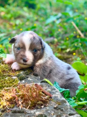 Les chiots de Berger Américain Miniature 