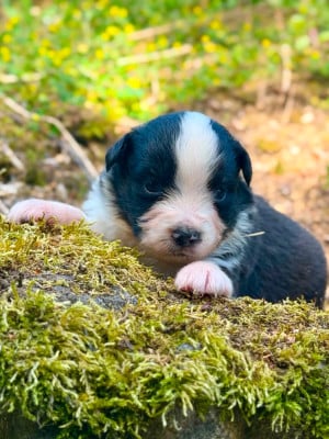 Les chiots de Berger Américain Miniature 