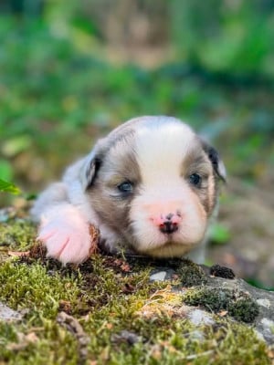 Les chiots de Berger Américain Miniature 