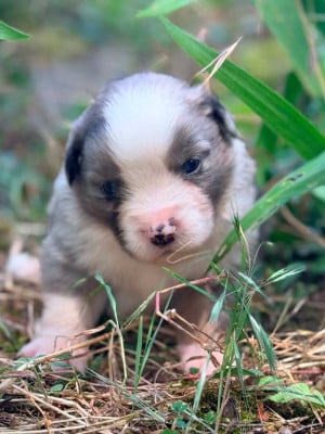 Les chiots de Berger Américain Miniature 
