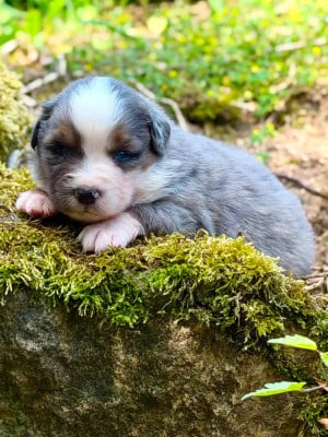 Les chiots de Berger Américain Miniature 