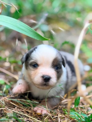 Les chiots de Berger Américain Miniature 