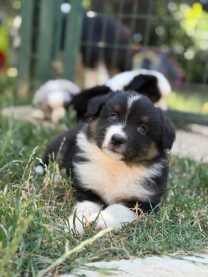 Les chiots de Berger Américain Miniature