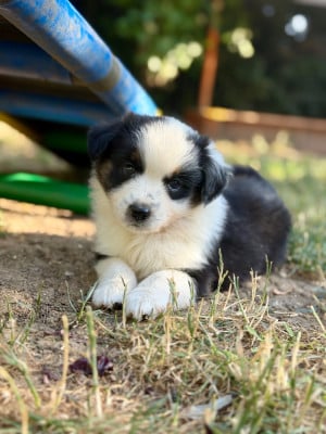 Les chiots de Berger Américain Miniature