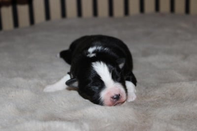 Mâle noir tri - Berger Américain Miniature 