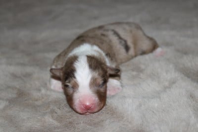 Mâle rouge merle QC - Berger Américain Miniature 