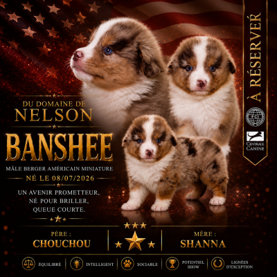 Les chiots de Berger Américain Miniature 