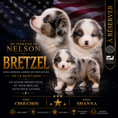Les chiots de Berger Américain Miniature 