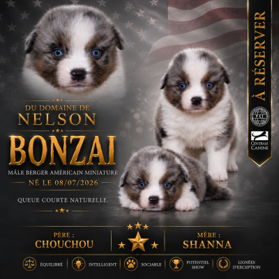 Les chiots de Berger Américain Miniature 