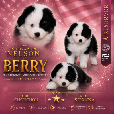 Les chiots de Berger Américain Miniature 