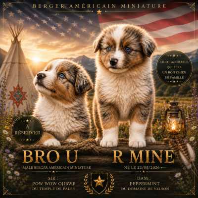 Les chiots de Berger Américain Miniature 