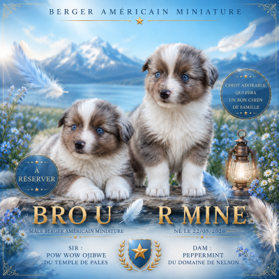 Les chiots de Berger Américain Miniature 