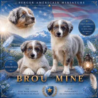 Les chiots de Berger Américain Miniature 