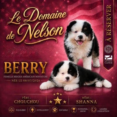 Les chiots de Berger Américain Miniature 