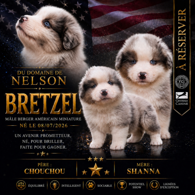 Les chiots de Berger Américain Miniature 