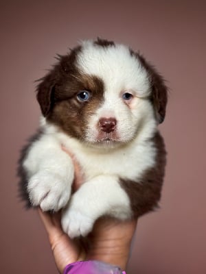 Les chiots de Berger Américain Miniature 