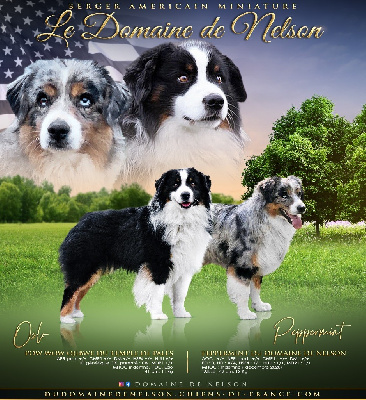 Les chiots de Berger Américain Miniature 