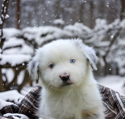 Les chiots de Berger Américain Miniature 