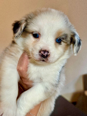 Les chiots de Berger Américain Miniature 