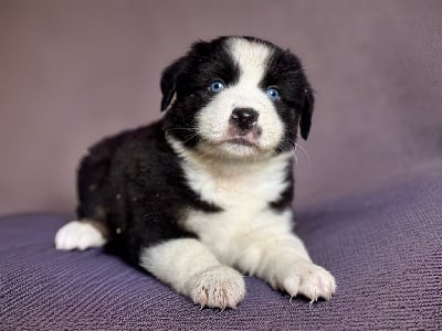 Les chiots de Berger Américain Miniature 