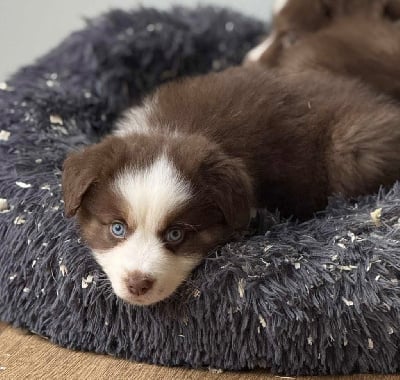 Les chiots de Berger Américain Miniature 