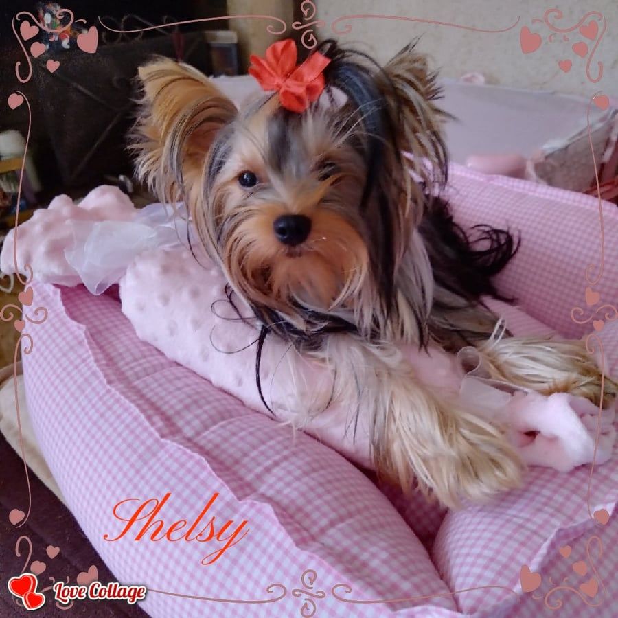 Shelsy du clos des faurilles
