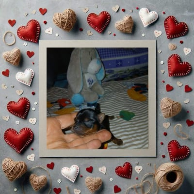 Les chiots de Yorkshire Terrier