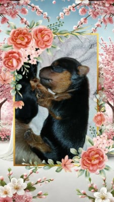 Les chiots de Yorkshire Terrier