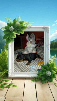 Les chiots de Yorkshire Terrier