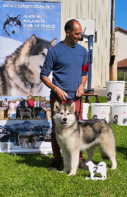 Étalon Alaskan Malamute - Very best black pearl From White Mountain Lapland