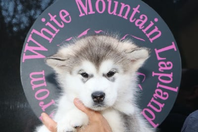 From White Mountain Lapland