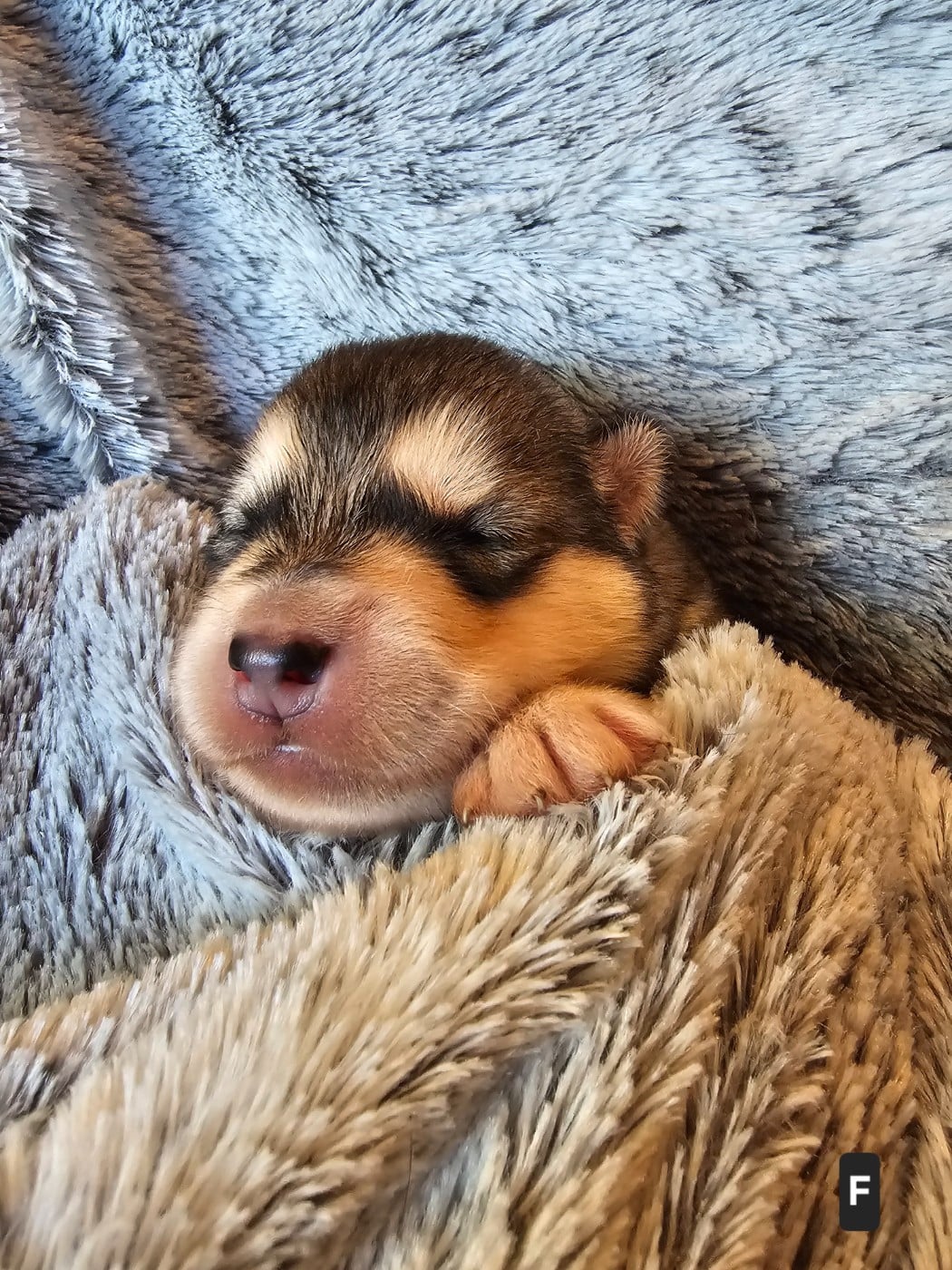 CHIOT 1