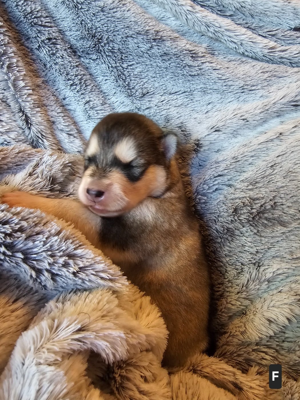CHIOT 1