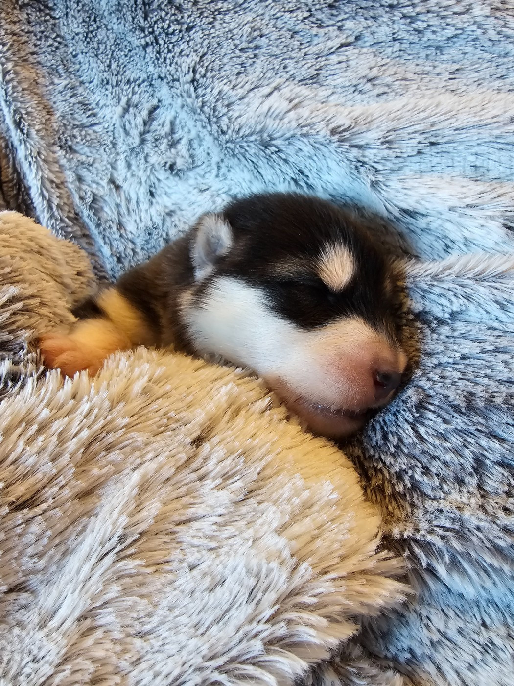 CHIOT 2