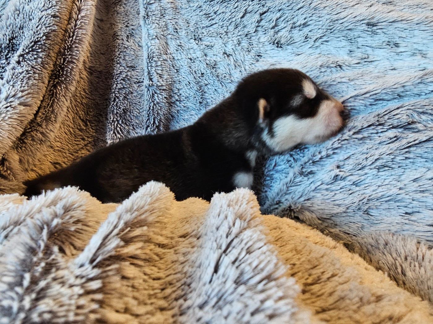 CHIOT 2