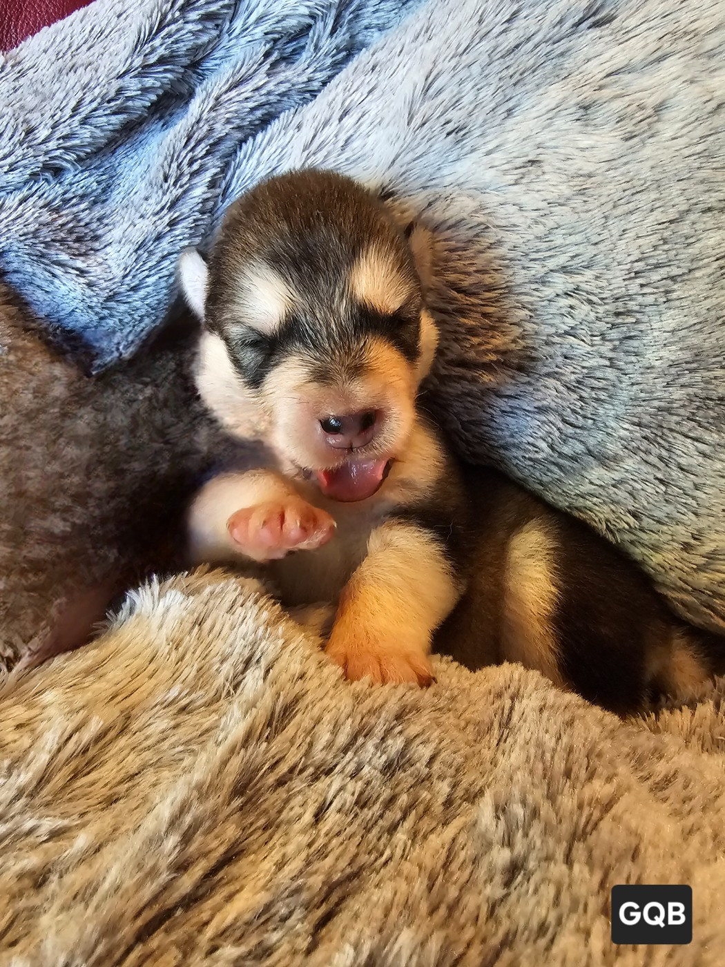 CHIOT 3