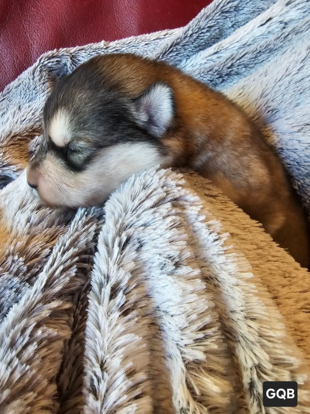 CHIOT 3