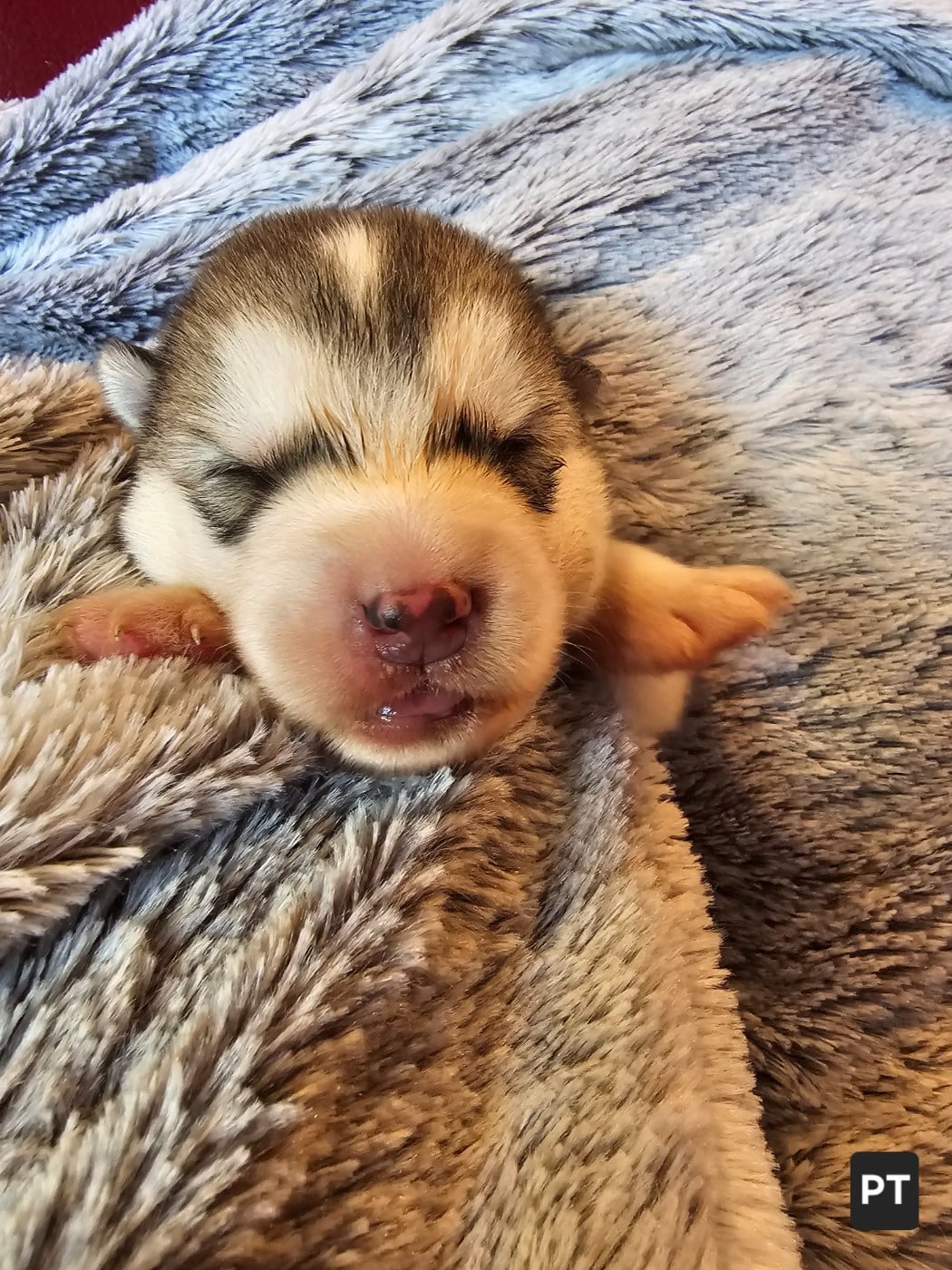 CHIOT 4