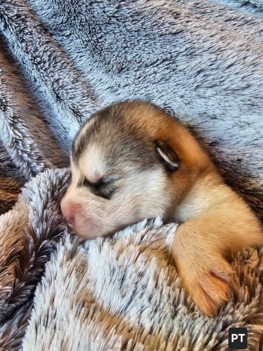CHIOT 4