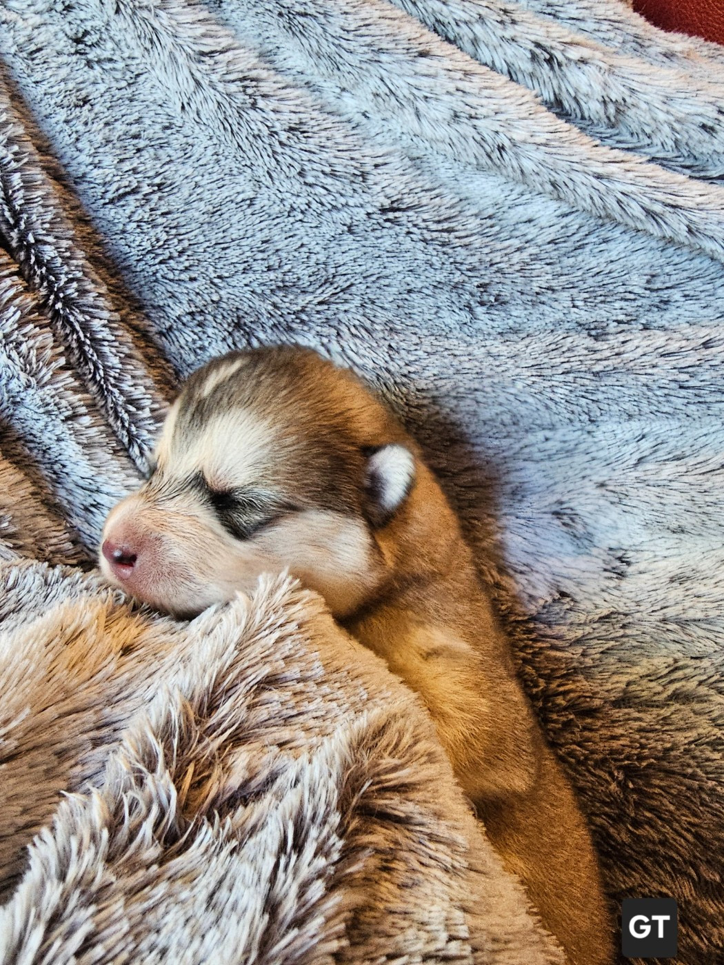 CHIOT 5
