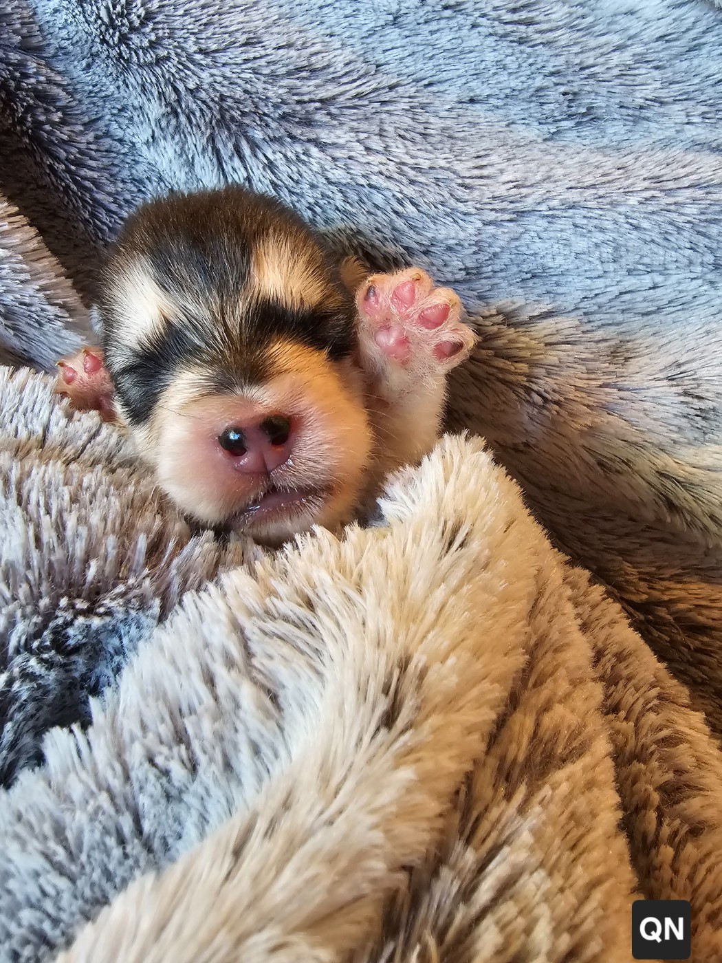 CHIOT 6 - Alaskan Malamute
