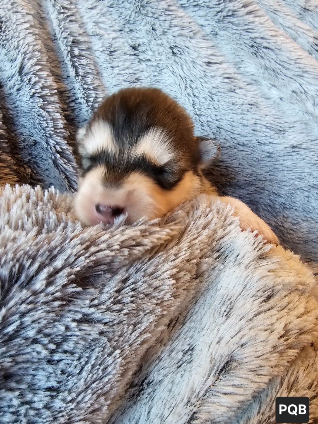 CHIOT 7