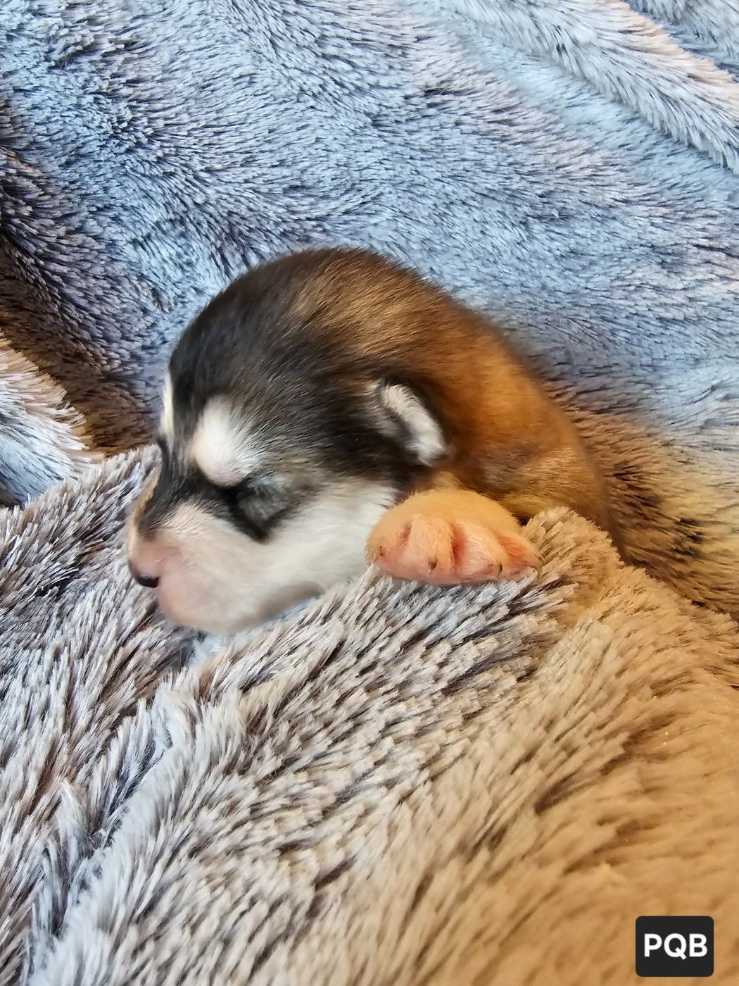 CHIOT 7
